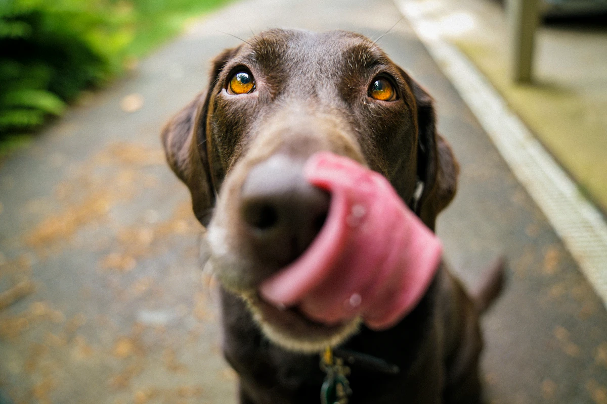 Perro negro jugando y sacando la lengua, expresión alegre