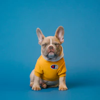 Bulldog francés con polo amarillo mirando a cámara