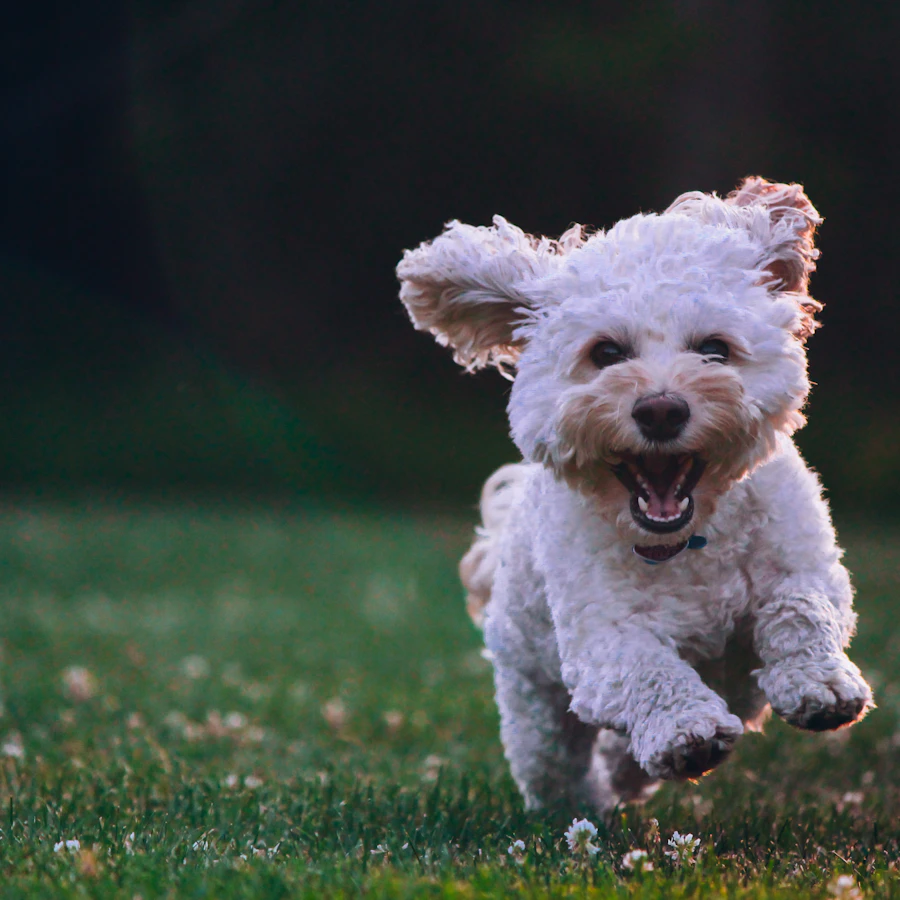 Cachorro blanco corriendo feliz por el pasto
