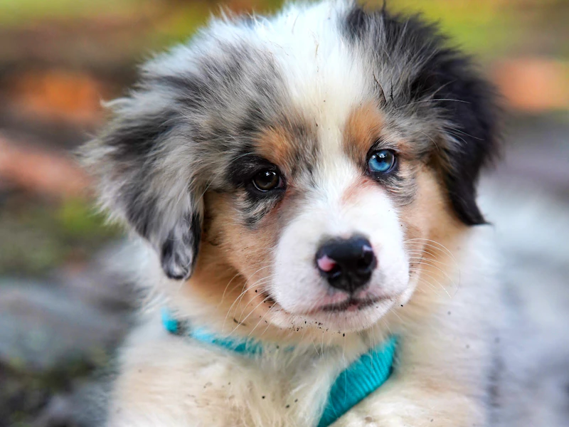 Cachorro aussie recostado con mirada tranquila