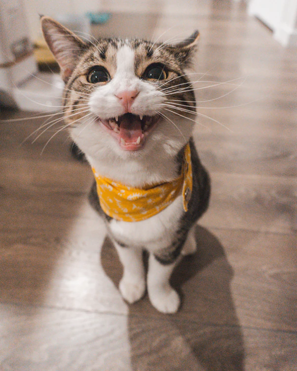 Gato atigrado sonriente con bandana amarilla