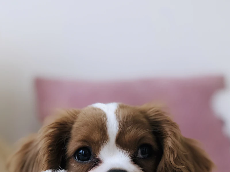 Cachorro cavalier asomándose sobre una almohada
