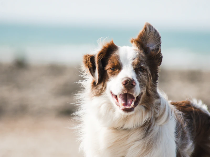 Border collie corriendo feliz en la playa