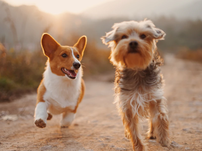 Corgi y perro mediano paseando juntos al aire libre