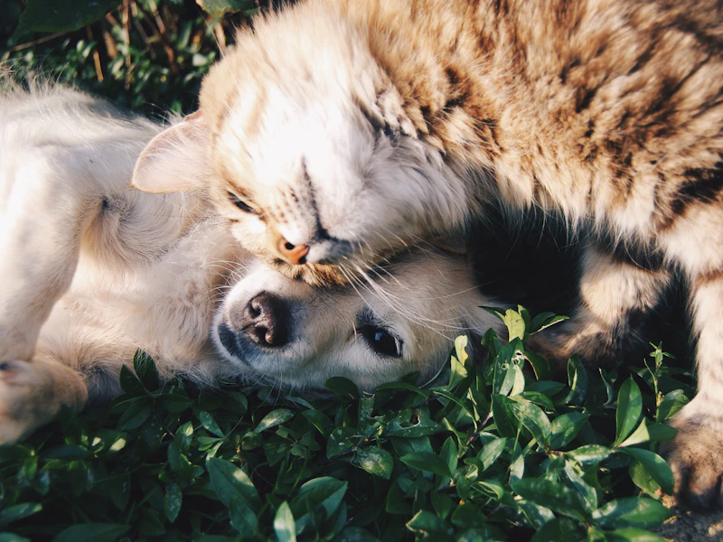 Perro y gato jugando juntos en el jardín