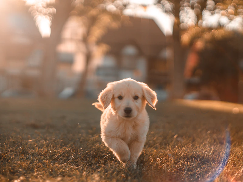 Cachorros dorados corriendo al atardecer