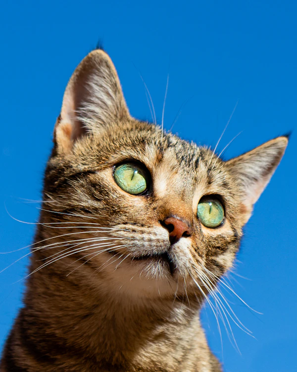 Gato atigrado de ojos verdes sobre fondo azul