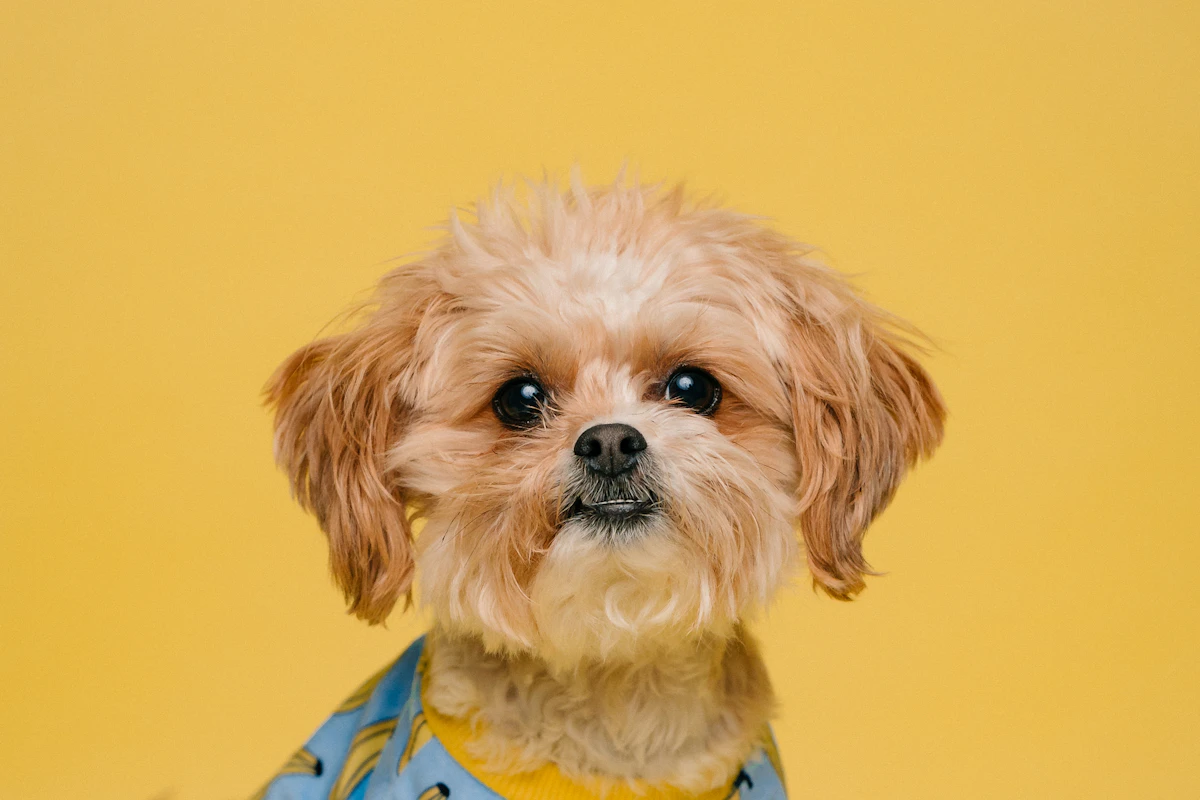 Cachorro con casaca amarilla y lentes de protección listo para su sesión de grooming