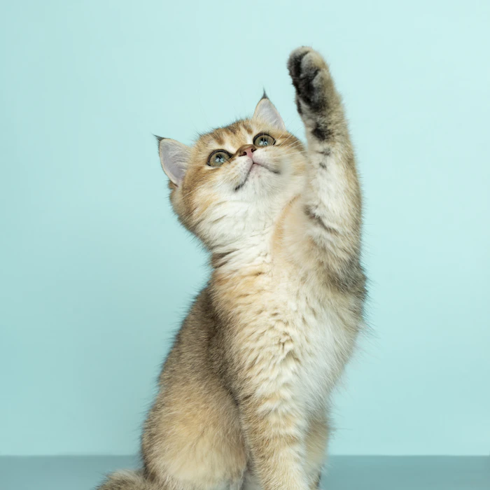 Gatito atigrado estirándose sobre fondo menta