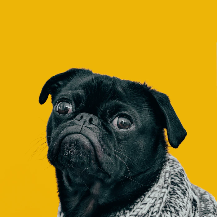 Pug negro con chaleco de lana sobre fondo amarillo