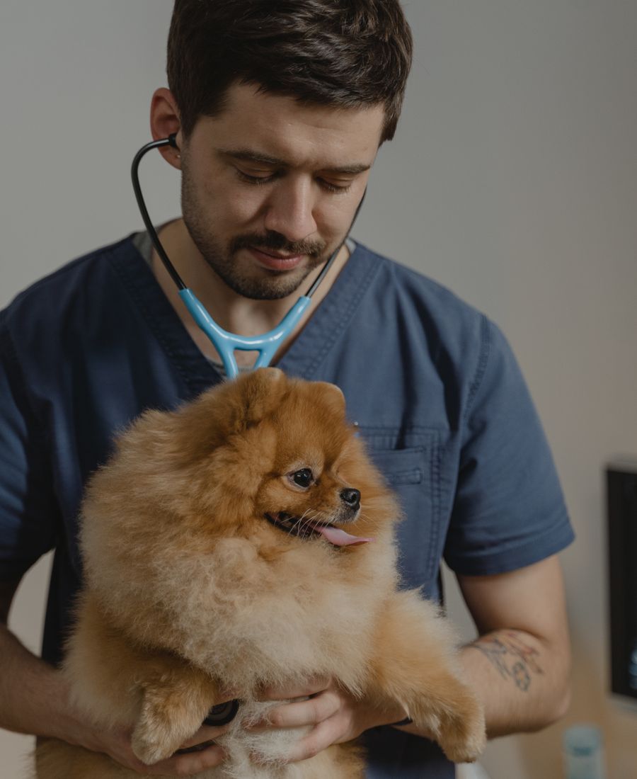 Veterinario con estetoscopio sosteniendo y revisando a un perro pomerania