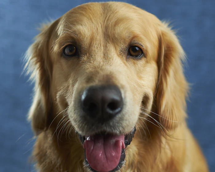 Perro dorado adulto sonriendo con la lengua afuera