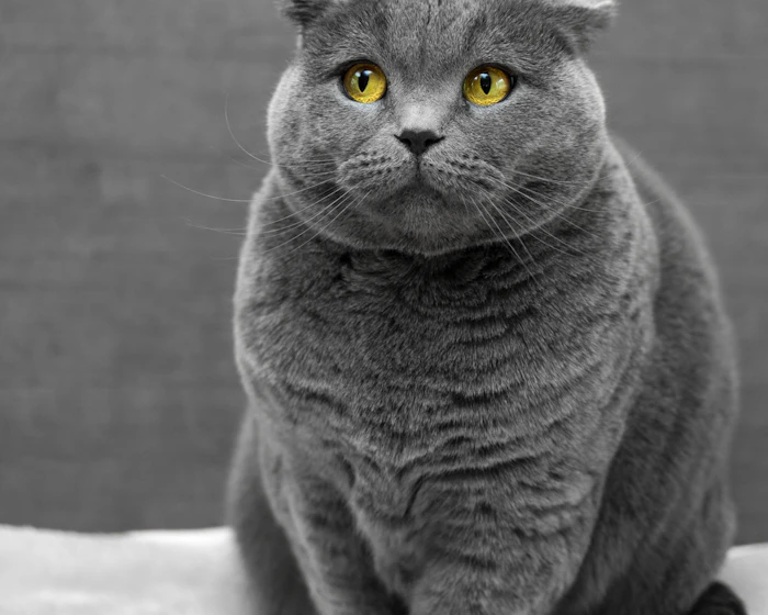 Gato gris senior sentado, mirada calmada