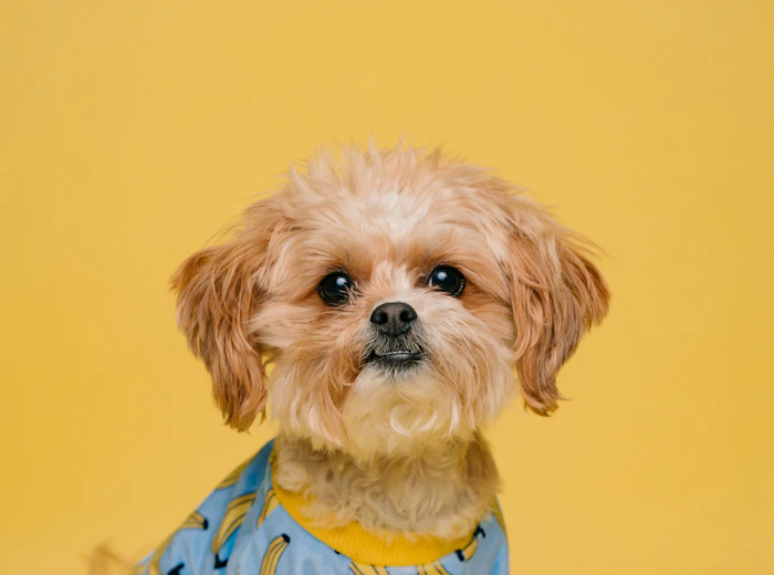 Cachorro con casaca amarilla listo para su sesión de grooming