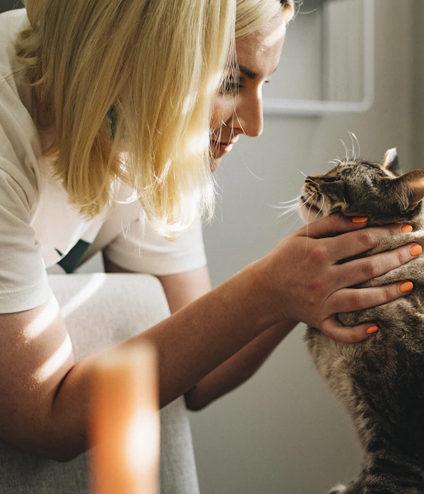 Veterinaria revisando con calma a un gato atigrado