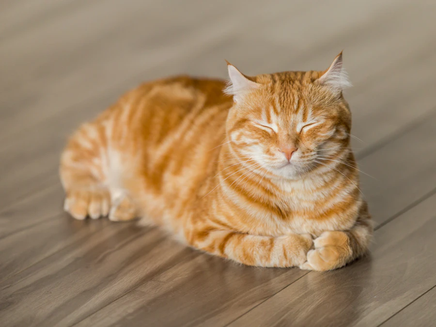 Gato atigrado naranja recostado en el piso de madera