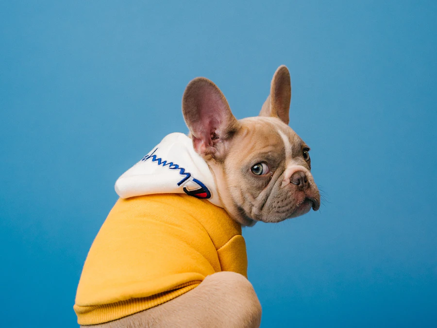 Perro bulldog francés con polera amarilla después del baño