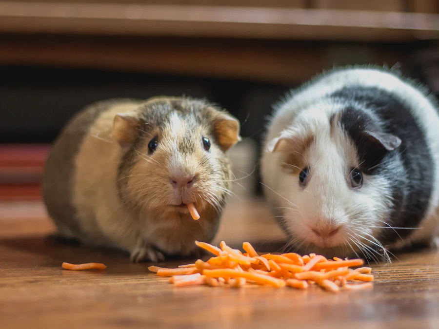 Dos cobayos comiendo trozos de zanahoria